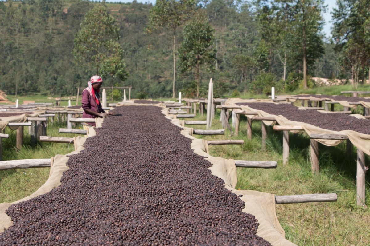 Carslake Tea Company