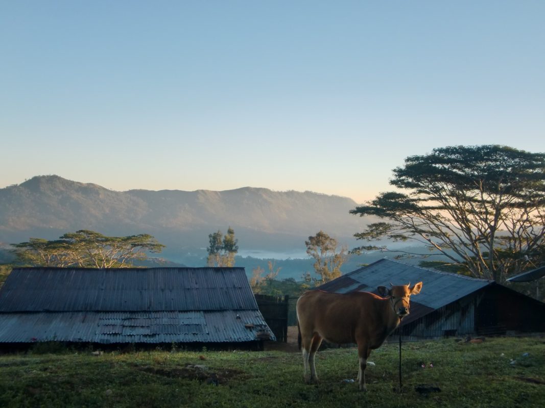 Carslake Tea Company